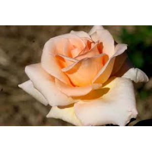 Rosa 'Apricote Nectar', teehübriidroos